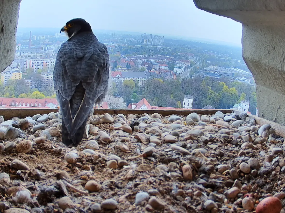 falke_2026_04_13_screenshot